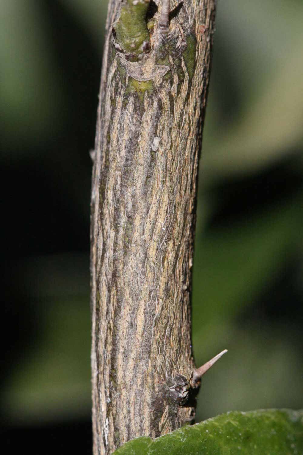              Second - third year twig (Riverside, CA)       